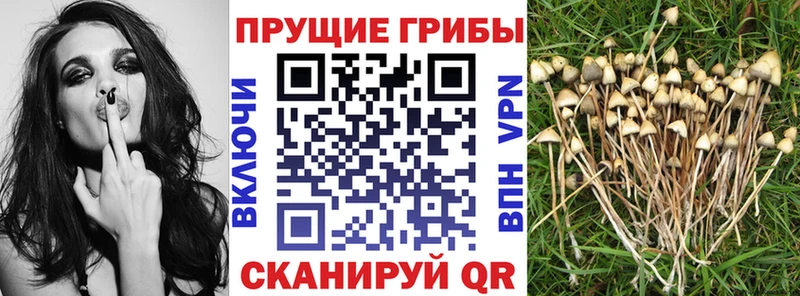наркотики Отрадный Галлюциногенные грибы Magic Shrooms